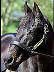 seattle_slew2.JPG (9226 bytes)